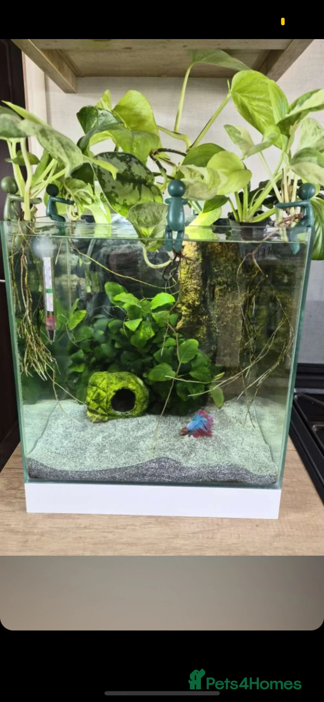 Bettas fish for sale: Full betta fish set up  - Advert 1