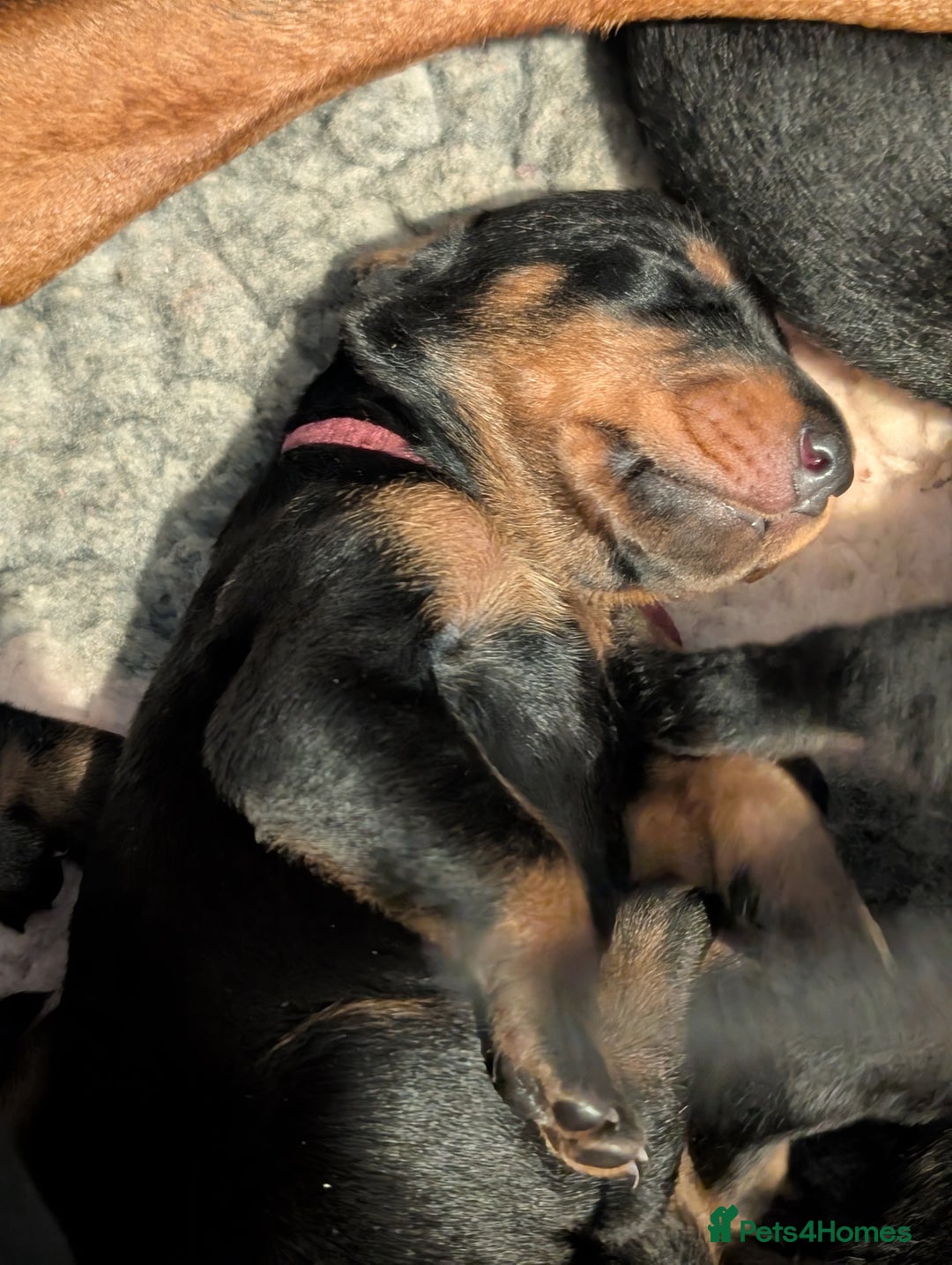 Dobermann dogs for sale: Doberman puppies  - Image 5