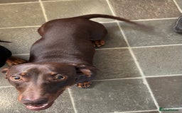 Miniature Dachshund dogs for sale: Miniature dachshund  - Image 3