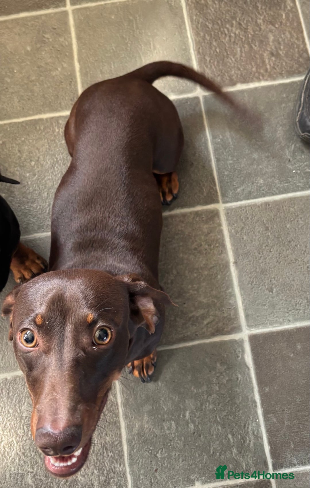 Miniature Dachshund dogs for sale: Miniature dachshund  - Image 3