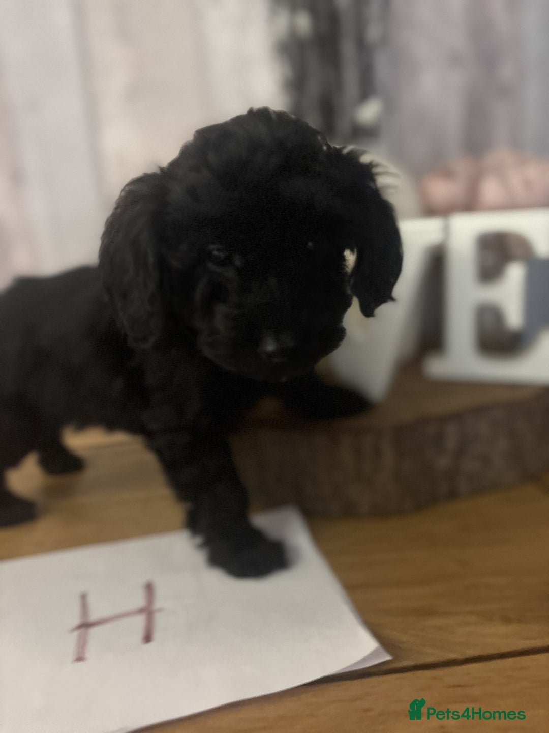 Cockapoo dogs for sale: Cockapoo Puppies looking for their forever homes - Advert 31