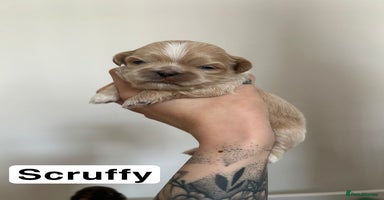 Shih Tzu dogs - Advert 2