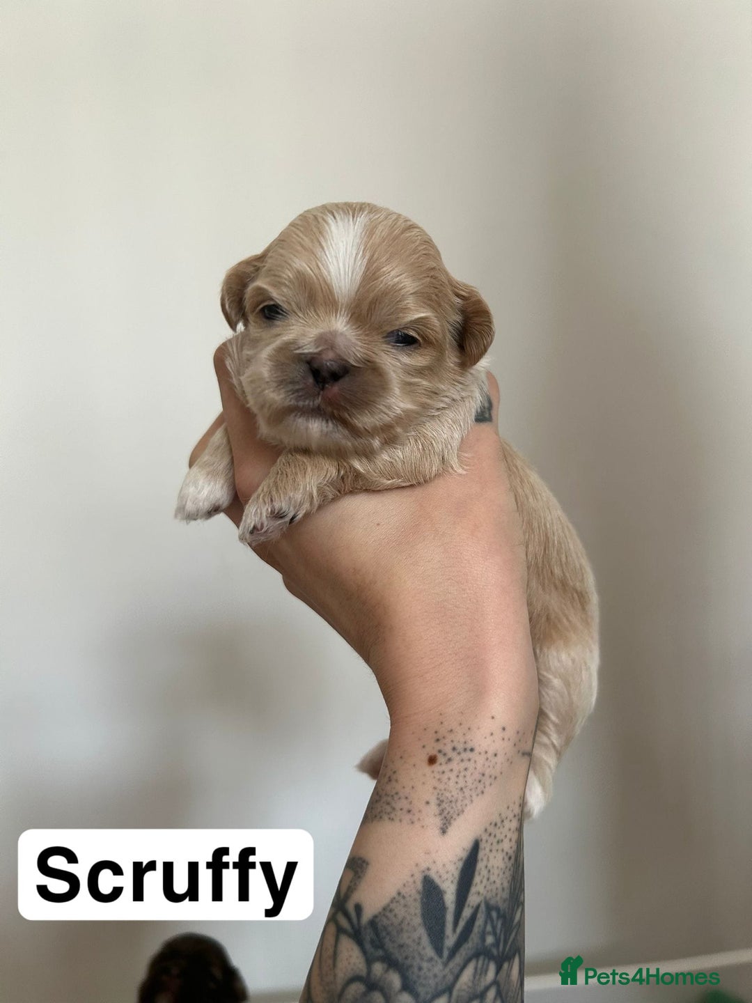 Shih Tzu dogs for sale: Stunning kc imperial shih tzus - Image 3