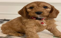 Cockapoo dogs for sale: Adorable F1 Cockapoo Puppies  - Image 14