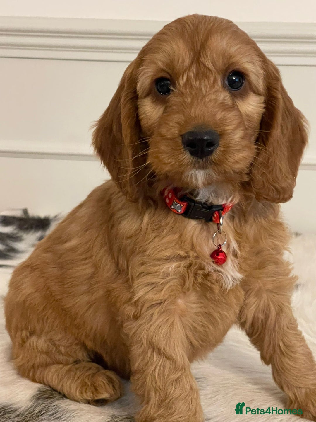 Cockapoo dogs for sale: Adorable F1 Cockapoo Puppies  - Image 14