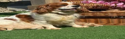 Cavapoo dogs for sale: 🧡💚 first generation cavapoo💚🧡 3 female 1 male  - Advert 32
