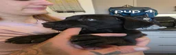 Cane Corso dogs for sale: 7 male cane corso puppies in Attleborough - Advert 6