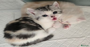 Persian cats - Advert 12