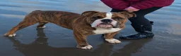 English Bulldog dogs for sale: 🇬🇧STUNNING KC ENGLISH BULLDOG SEEKS 5* HOME🇬🇧 - Advert 2