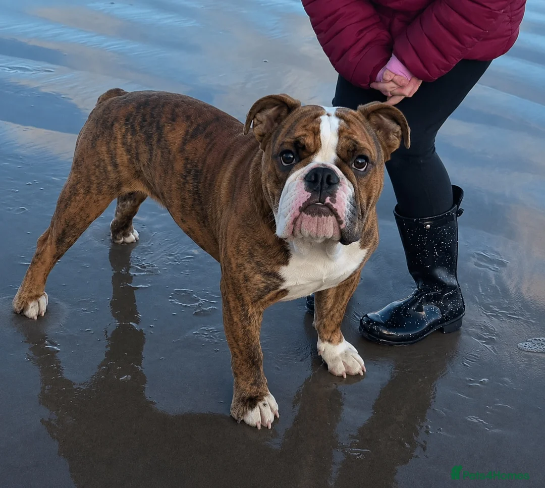English Bulldog dogs for sale: 🇬🇧STUNNING KC ENGLISH BULLDOG SEEKS 5* HOME🇬🇧 - Advert 2