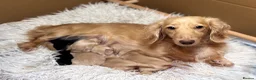 Miniature Dachshund dogs for sale: KC Longhaired Cream Miniature Dachshund Puppies - Advert 5