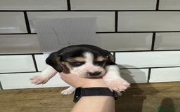 Beagle dogs for sale: Beautiful beagle puppies  - Advert 20