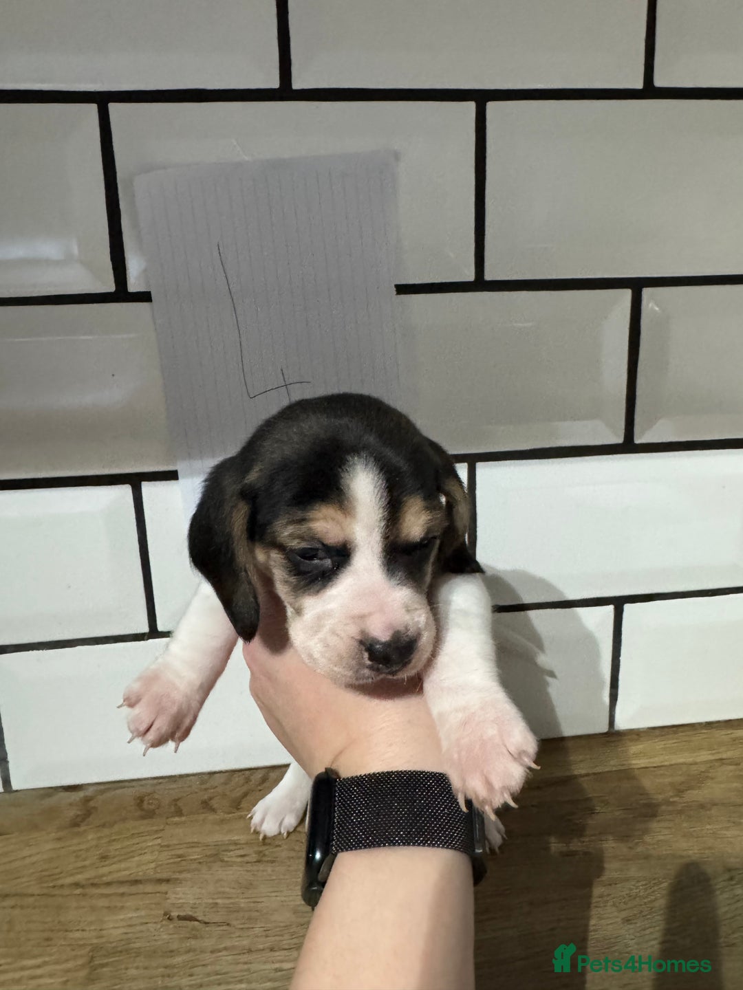 Beagle dogs for sale: Beautiful beagle puppies  - Advert 20