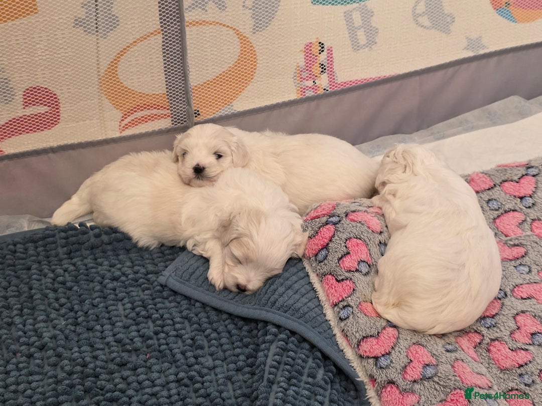 Maltese dogs for sale: Bichon Maltese - Image 6