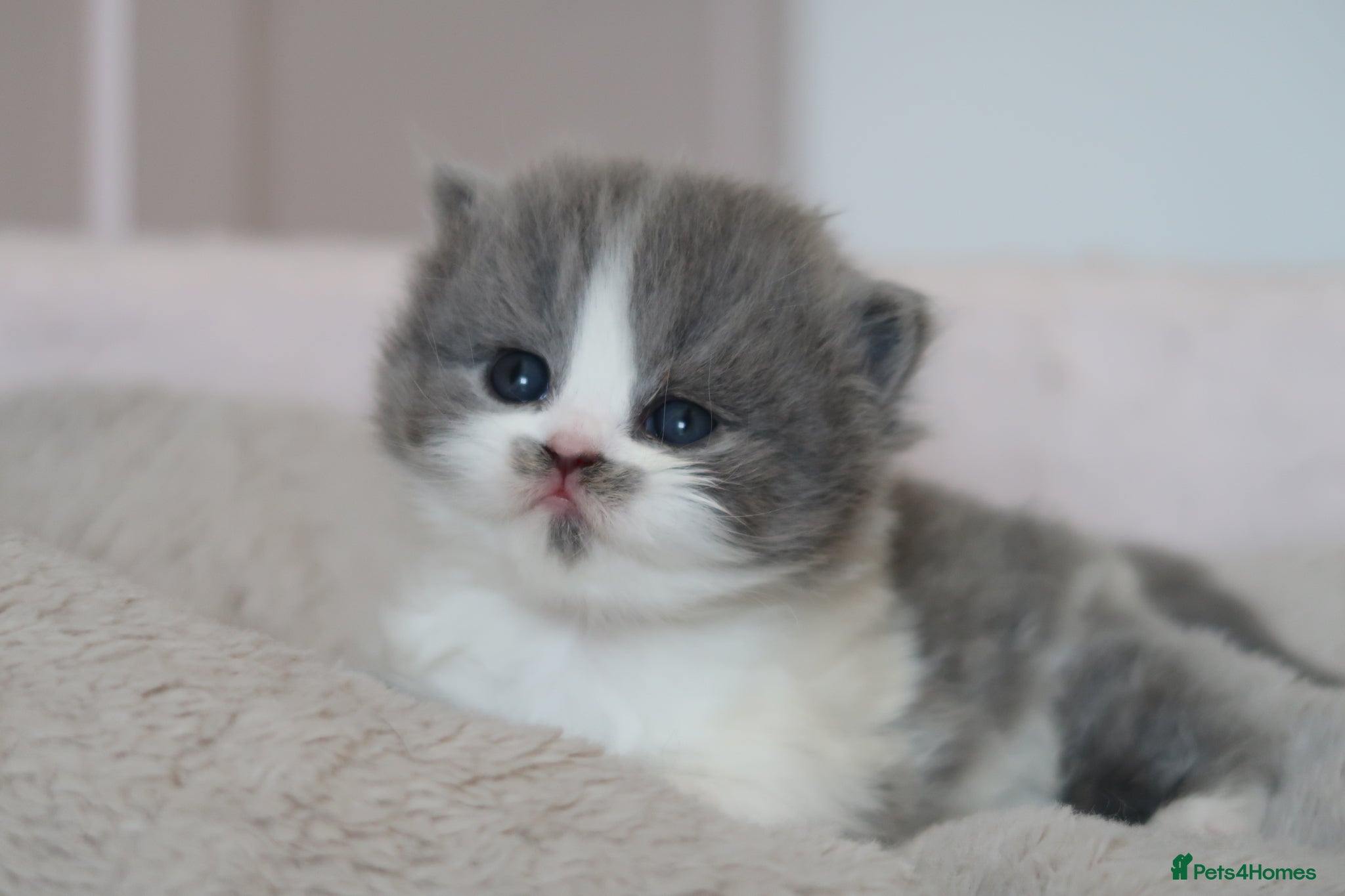 British Longhair cats for sale: British Longhair kittens - Advert 9