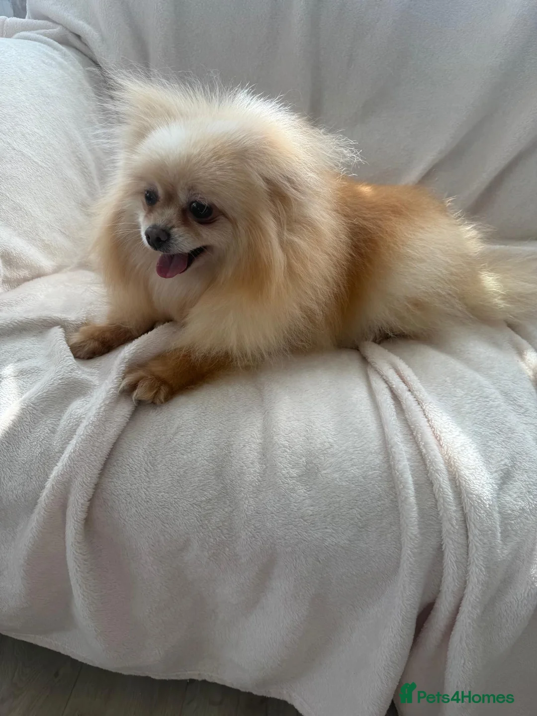 Pomeranian dogs for sale: I have a beautiful pomeranian for sale  in Wembley - Advert 1