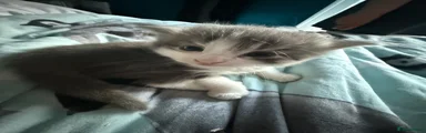 Norwegian Forest Cat 2