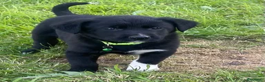 Lime Green Collar Boy Harri