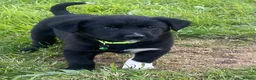 Mixed Breed dogs for sale: Lovely litter of fluffy Sprockers - Advert 10