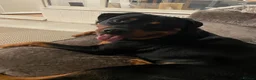 Rottweiler dogs for sale: 2 year old Male Rottweiler - Advert 2