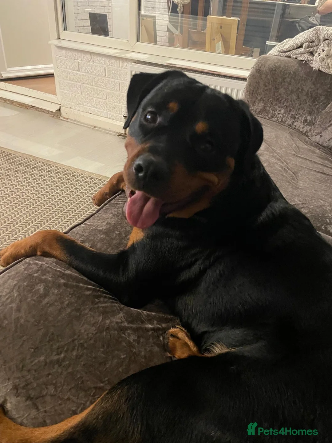 Rottweiler dogs for sale: 2 year old Male Rottweiler - Advert 2