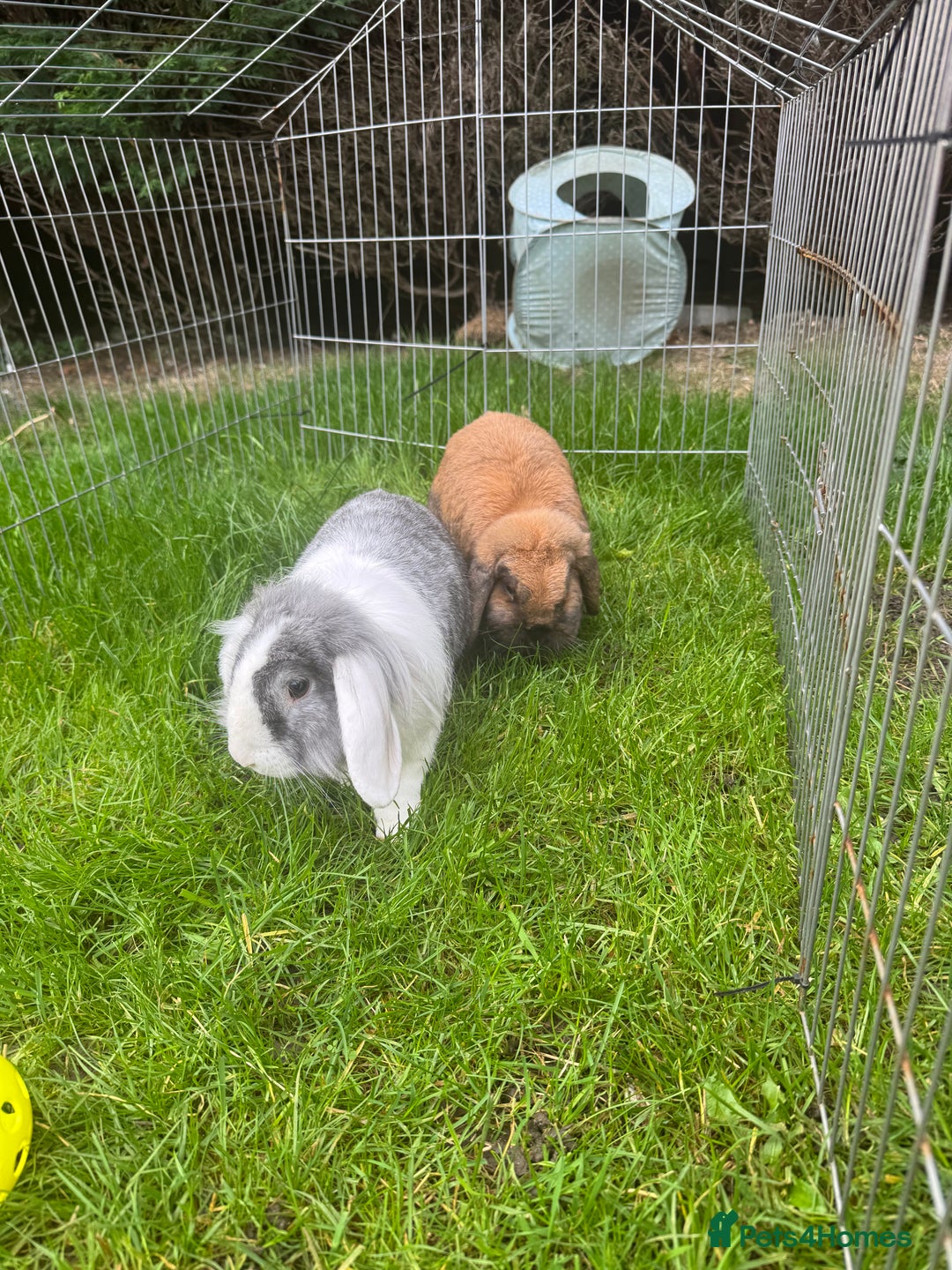 English rabbits for sale: Rabbits for rehoming  - Image 9