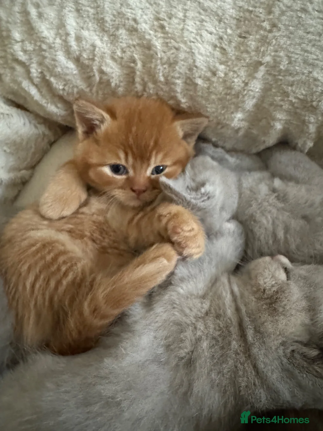 British Shorthair cats for sale: 💜❤️BSH babies , red, lilac  - Advert 12