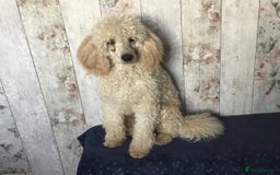 Bordoodle dogs for sale: Adorable & Confident Collie x poodle pups - Image 23