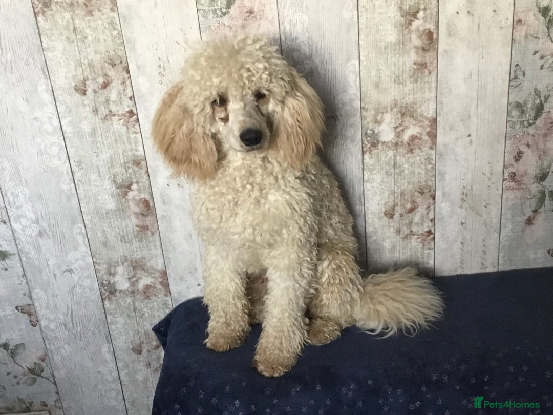Bordoodle dogs for sale: Adorable & Confident Collie x poodle pups - Image 23