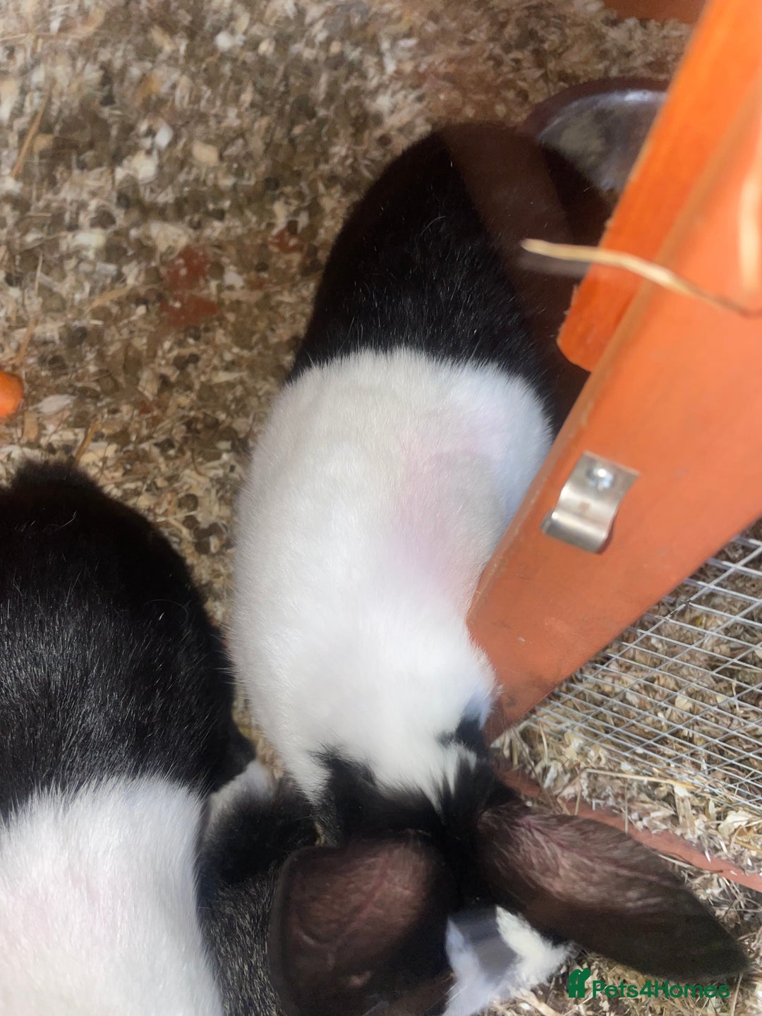 Dutch rabbits for sale: All mixed rabbits £60 each open to offers  - Advert 6