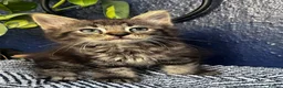 Mixed Breed cats for sale: Beautiful tabby and grey kittens  - Advert 3
