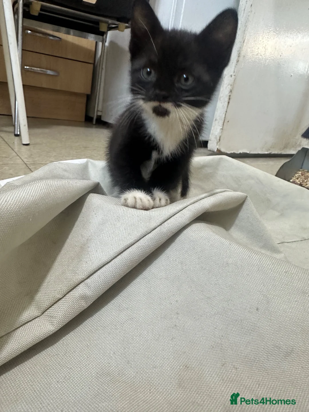 Norwegian Forest Cat cats for sale: Kittens for sale - Advert 2