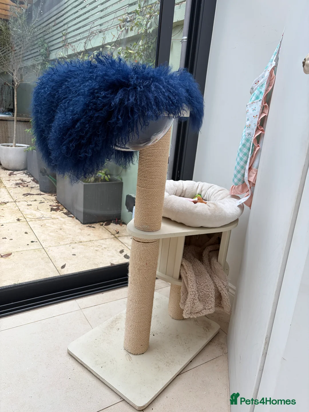 Bengal cats for sale: 1.5 yr old black female Bengal - Advert 8