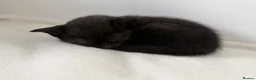 Mixed Breed cats for sale: Beautiful kittens  - Advert 13