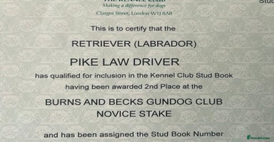 Labrador Retriever dogs - Advert 13