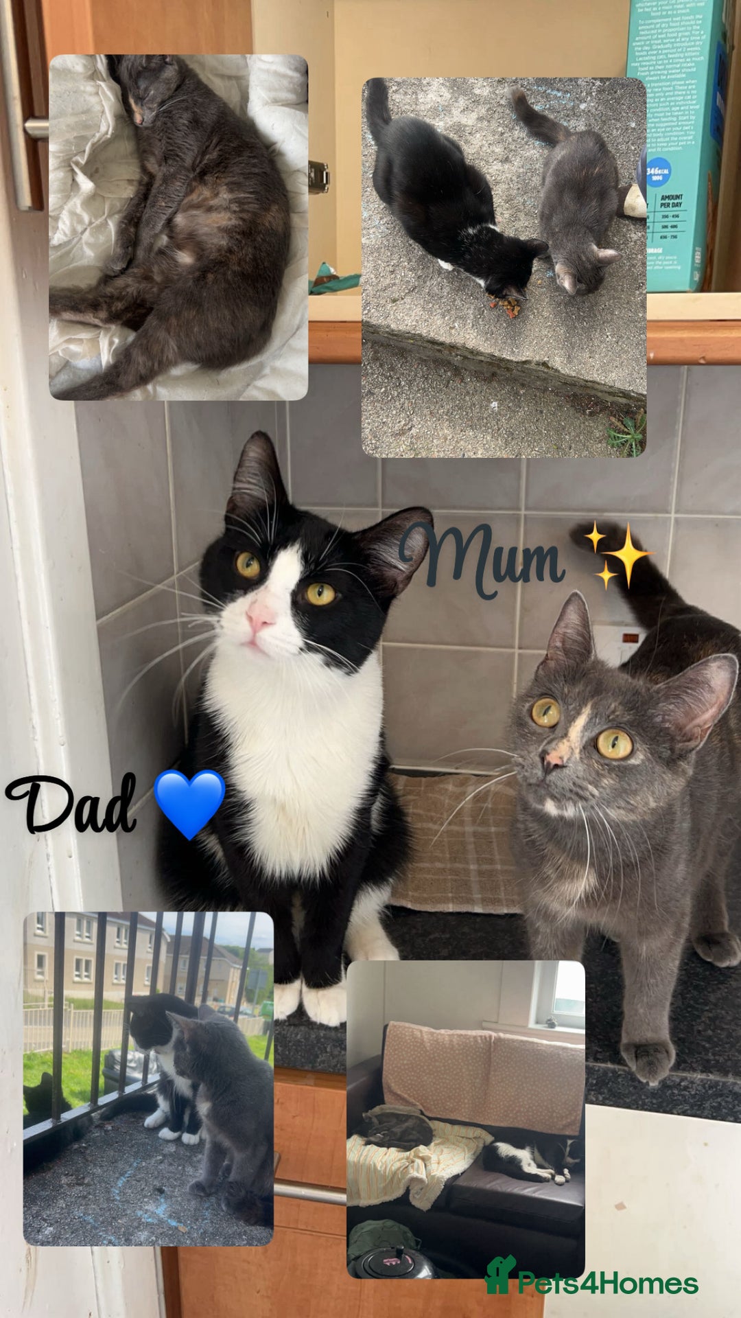 Mixed Breed cats for sale: 3 Stunning kittens left 🧸🤍 - Image 5