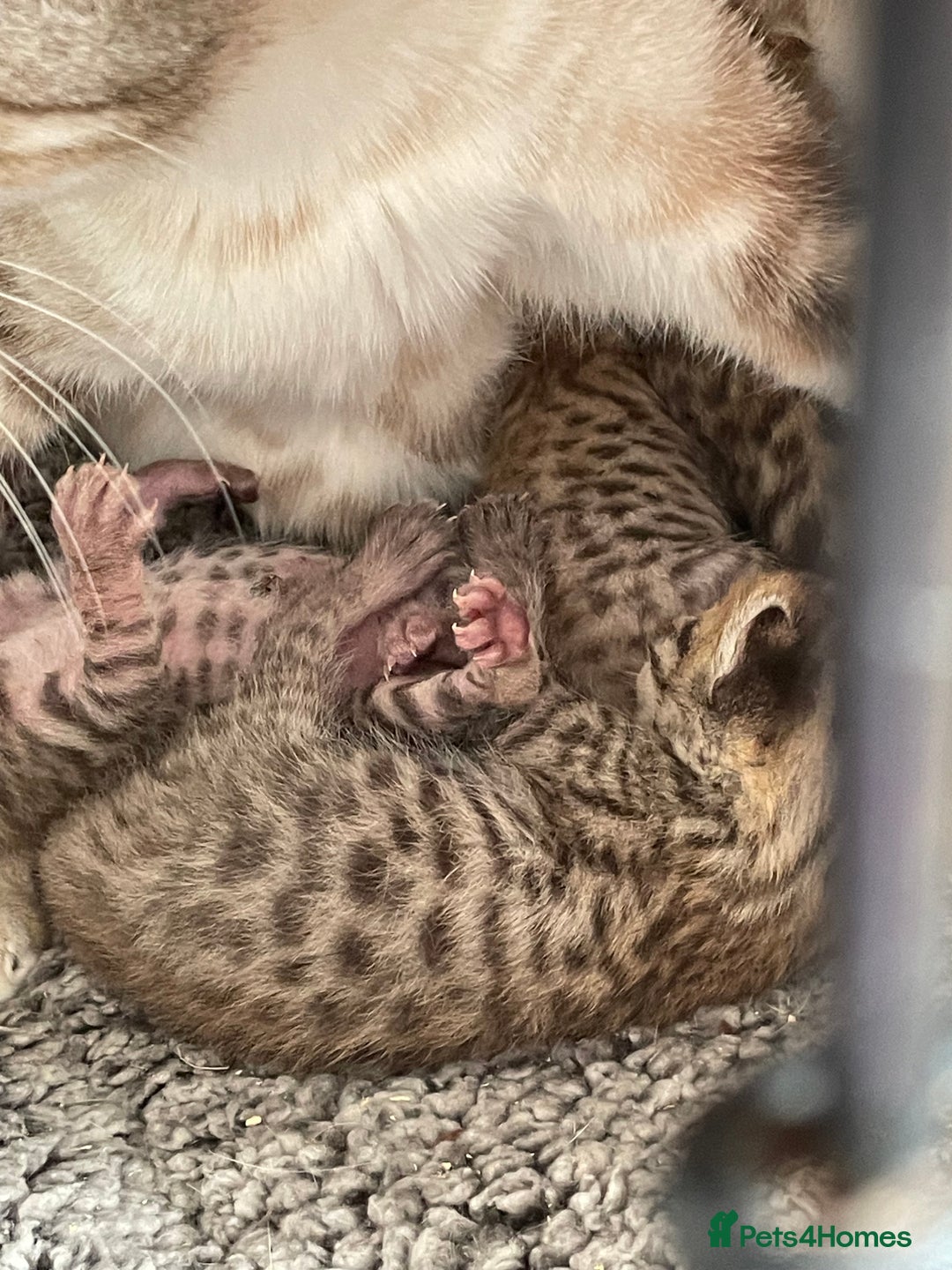 Bengal cats for sale: Gorgeous brown spot bengal kittens Sofa ready  - Image 14