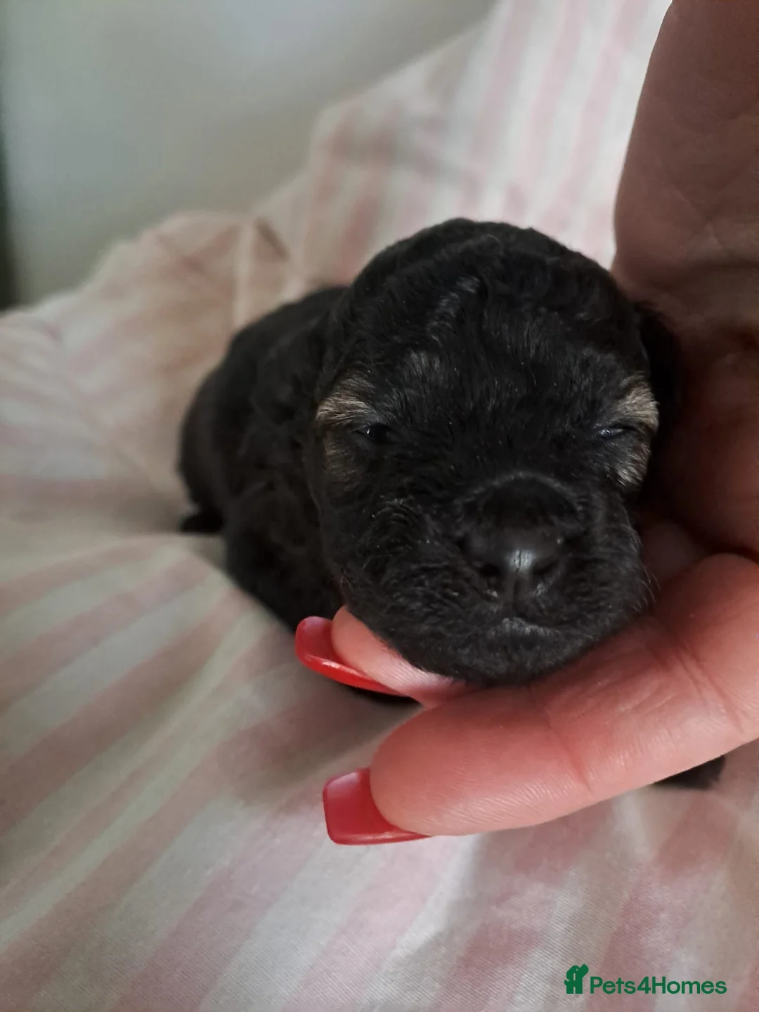 Toy Poodle dogs for stud: PHANTOM TOY POODLE AVAILABLE AT STUD - Advert 2