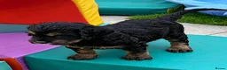 Bernedoodle dogs for sale: 2nd generation phantom female left. - Advert 3