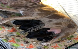 Mixed Breed dogs for sale: 🐶RARE FLUFFY BOODLE  - Advert 8