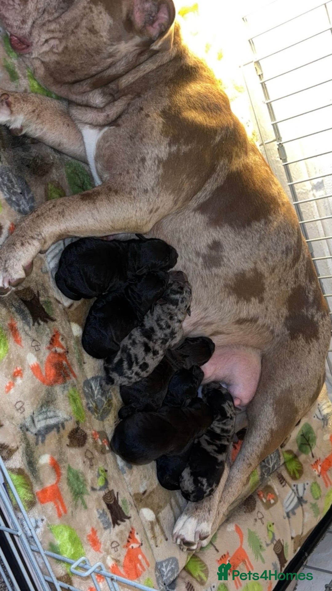 Mixed Breed dogs for sale: 🐶RARE FLUFFY BOODLE  - Advert 8