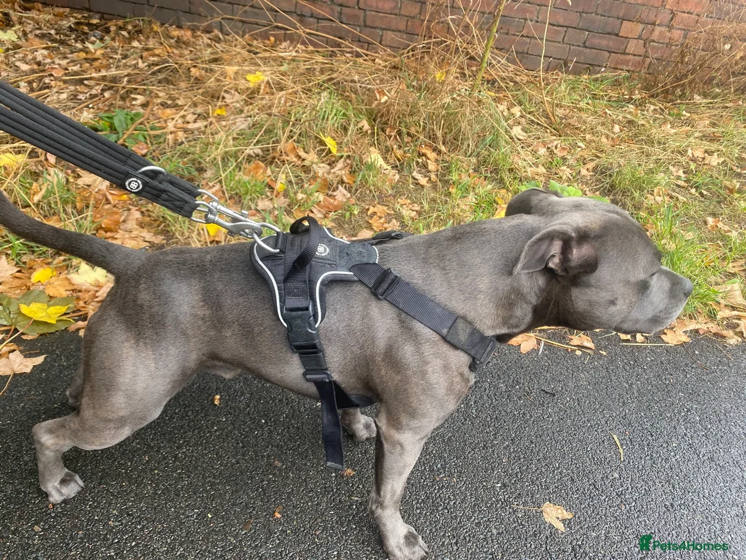 Staffordshire Bull Terrier dogs for stud: For stud - Advert 2