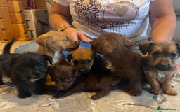Mixed Breed dogs for sale: Jackapoo pups ready 9th August  - Image 3