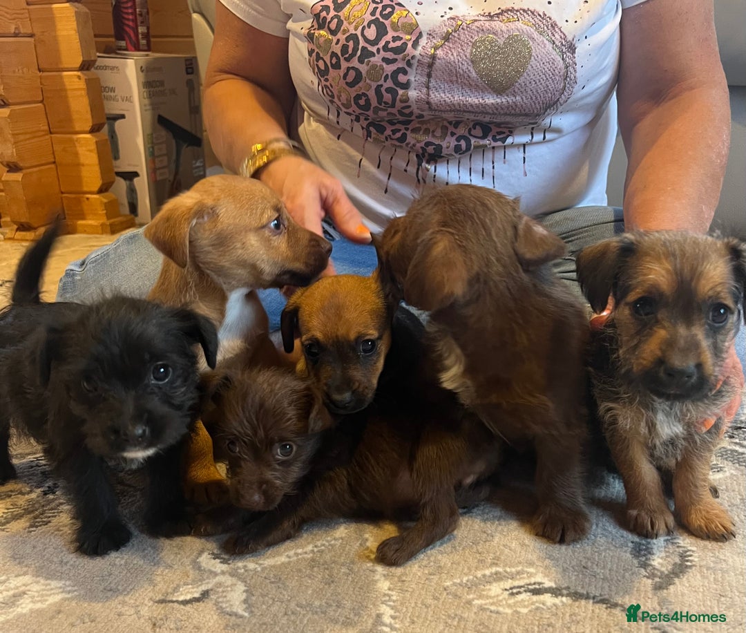 Mixed Breed dogs for sale: Jackapoo pups ready 9th August  - Image 3