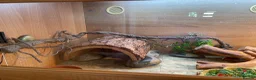Bearded Dragon reptiles for sale: Forever home needed for my girls  in Rochford - Advert 4