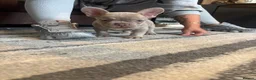 French Bulldog dogs for sale: Male French Bulldog Puppy in Birmingham - Advert 3