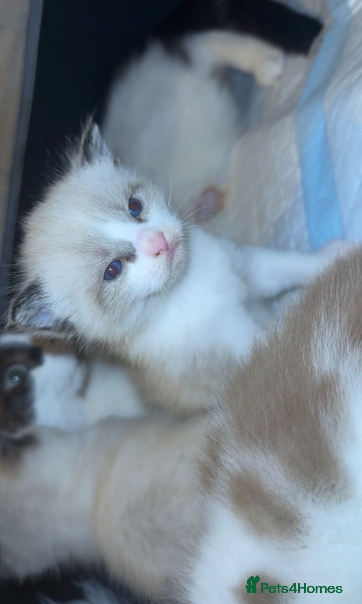 Ragdoll cats Beautiful Ragdoll Kittens - Advert 3