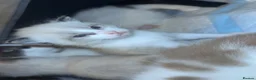 Ragdoll cats for sale: Beautiful Ragdoll Kittens - Advert 1