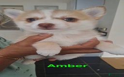 Pomsky dogs for sale: Ready now -Stunning F4 Pomskies, 6kg as adults  - Image 8