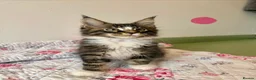 Maine Coon cats for sale: Full Maine Coon Kittens - Advert 21